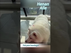 Jak zabandażować łapę swojego zwierzaka?